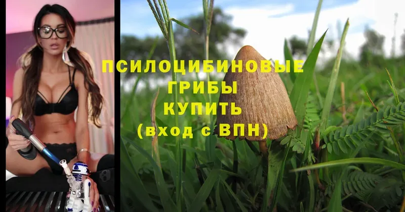 Псилоцибиновые грибы Psilocybine cubensis  Биробиджан 